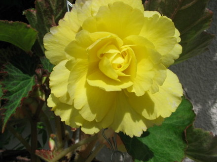 Begonia Niagra Yellow (Begonia)