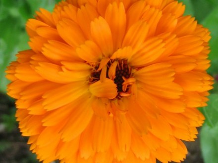 Calendula (calendula)
