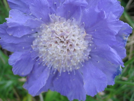 Blue Scabiosa (Scabiosa)