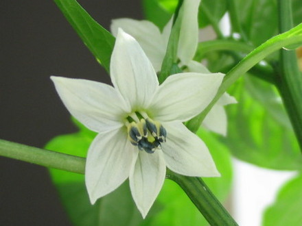 Fresno Supreme Pepper 