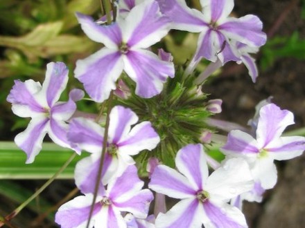 Verbena Lavender Star (Verbena)