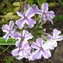 Verbena Lavender Star (Verbena)