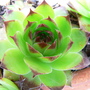 "House Leek"
