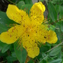 A garden flower photo