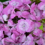 Sweet William