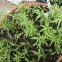 Pot_of_scottish_wild_flowers