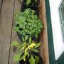 banana pepper and basil