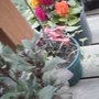Fuchsia and Celosia