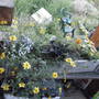 BIdens, lobelia, thunbergia
