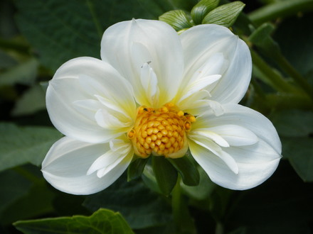 Bedding Dahlia
