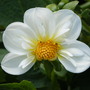 Bedding Dahlia