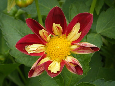 Bedding Dahlia
