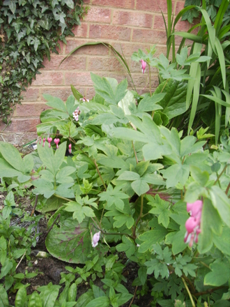 Dicentra Spectabilis [Bleeding Heart] 2nd Flush 07.08 (Dicentra spectabilis)