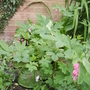 Bleedingheartsecondflushvistabileutilityborder01