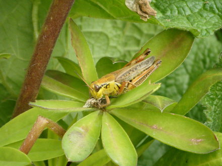 Grasshopper on Lupine