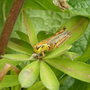 Grasshopper on Lupine