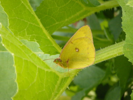 Moth-Butterfly