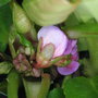 Bergenia