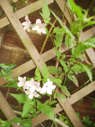 Common Jasmine [Jasminum Officinale] Flowers 07.08 (Jasminum officinale   (Vistabile))