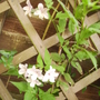 Common Jasmine [Jasminum Officinale] Flowers 07.08 (Jasminum officinale   (Vistabile))