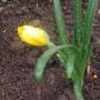 Sternbergia_lutea
