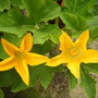 Male blossoms