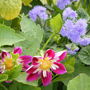 Dahlia and Ageretum