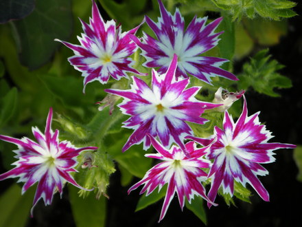 Phlox 