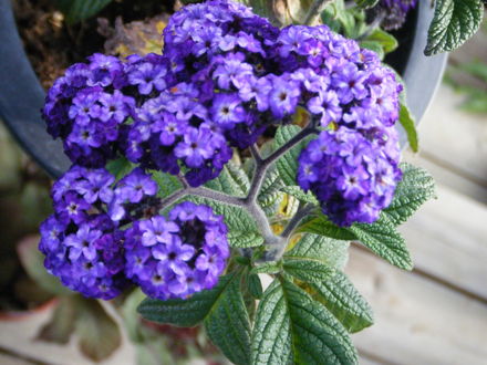 Heliotrope