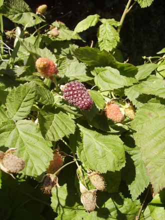 Thornless Blackberry[Rubus Fruticosus] fruiting 07.08 (Rubus fruticosus)
