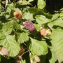Rubus fruticosus
