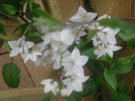 Solanum flower in the rain. (Solanum laxum)