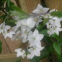 Solanum_flower