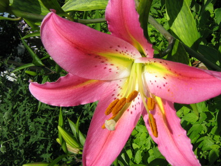 Stargazer Lily