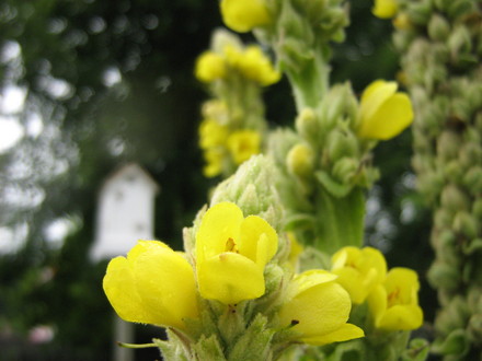 closeup of mullein blossom