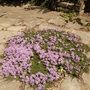Thymus vulgaris
