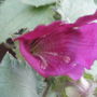 Lophospermum Hybrid