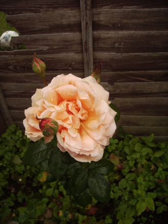 Hybrid Tea Rose 'Whisky Mac' 07.08 (Rosa hybrid tea 'Whisky Mac')