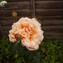 _whiskymac_rosebloomsvistabilefenceborder07