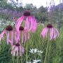 Wisley_5