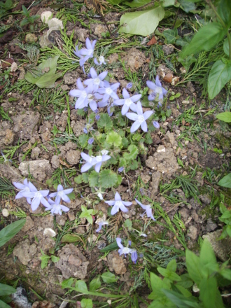 Serbian Bellflower/Campanula [Campanula poscharskyana] 07.08 (Campanula poscharskyana)
