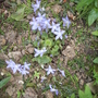 Serbianbellflowervistabilerockeryhouseend01