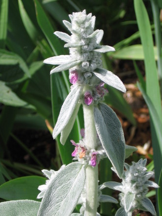 lamb's ears (Stachys byzantina (Lambs' ears))