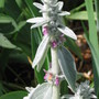 Stachys byzantina (Lambs' ears)