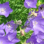 bellflower (carpathian bellflower campanula carpatica)
