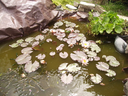 Water Lily [Nymphaea odorata.] 06.08 (Nymphaea odorata (Vistabile))
