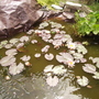Water Lily [Nymphaea odorata.] 06.08 (Nymphaea odorata (Vistabile))