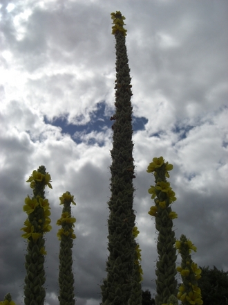 A garden flower photo (Verbascum olympicum (Greek Mullein))