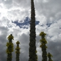 A garden flower photo (Verbascum olympicum (Greek Mullein))