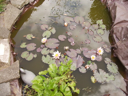 Water Lily [Nymphaea odorata.] 06.08S (Nymphaea odorata (Vistabile))